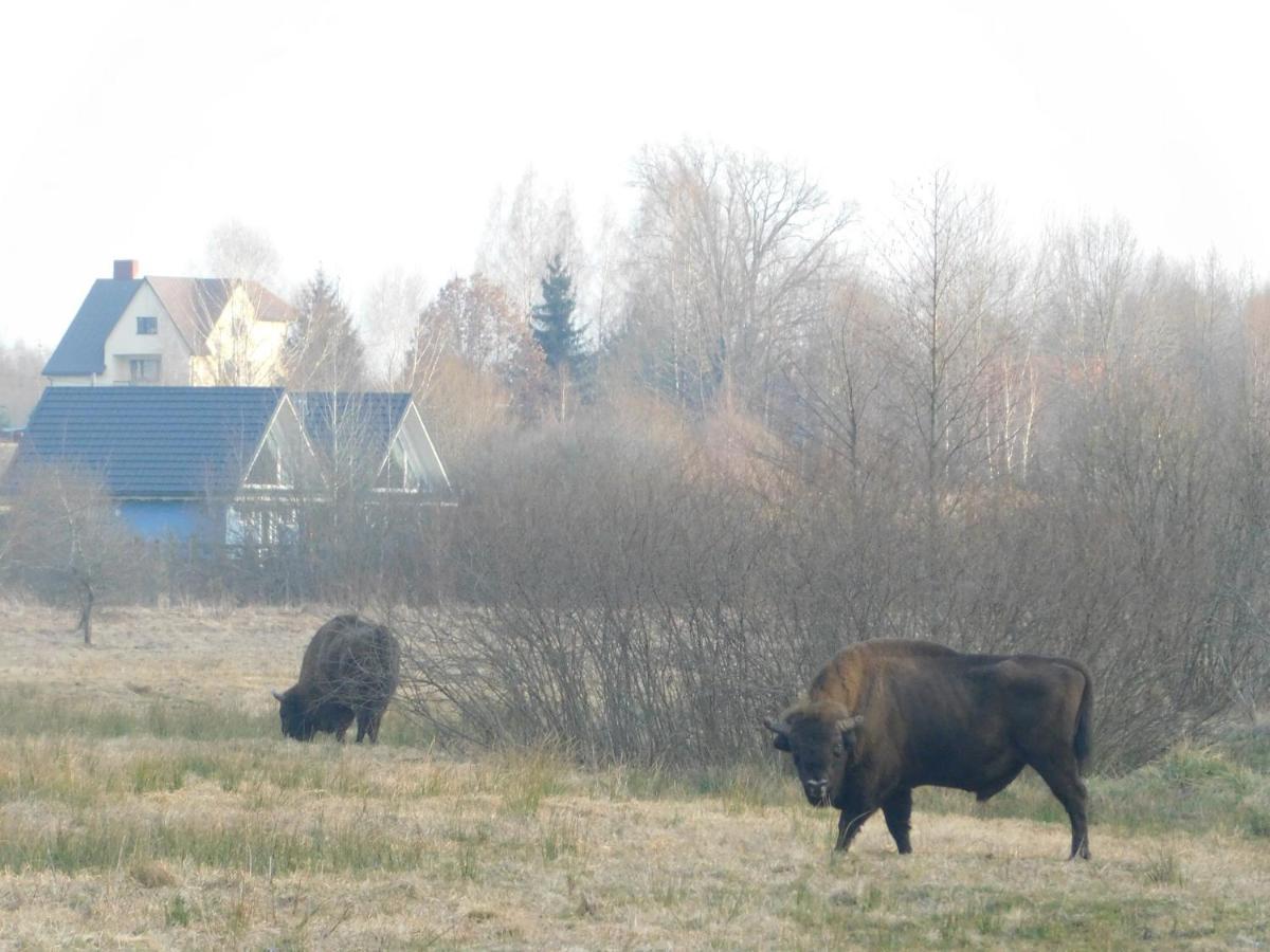 Wejmutka, Bialowieza Apartman Kültér fotó