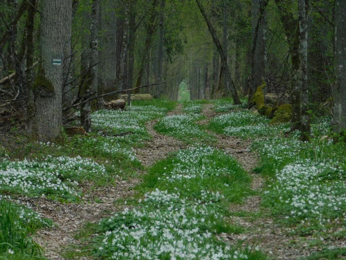 Wejmutka, Bialowieza Apartman Kültér fotó