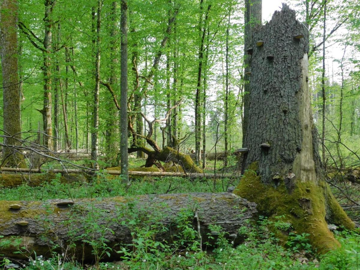 Wejmutka, Bialowieza Apartman Kültér fotó
